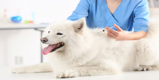 انواع واکسن برای مراقبت از سگ ها