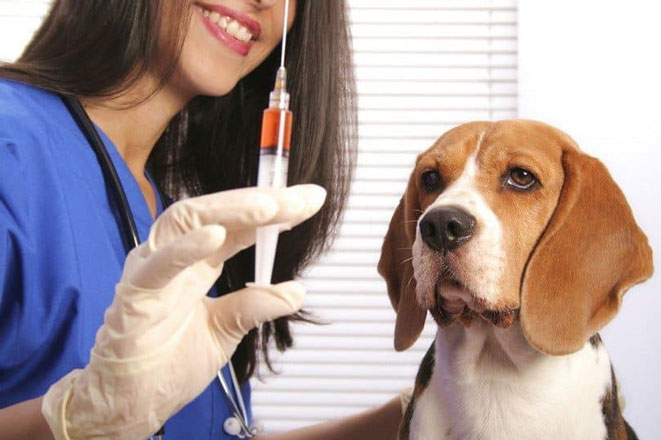 واکسن زدن به سگ برای سلامت و مراقبتی