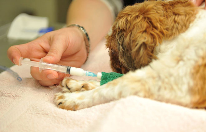 واکسن زدن راهی برای نگهداری از حیوانات