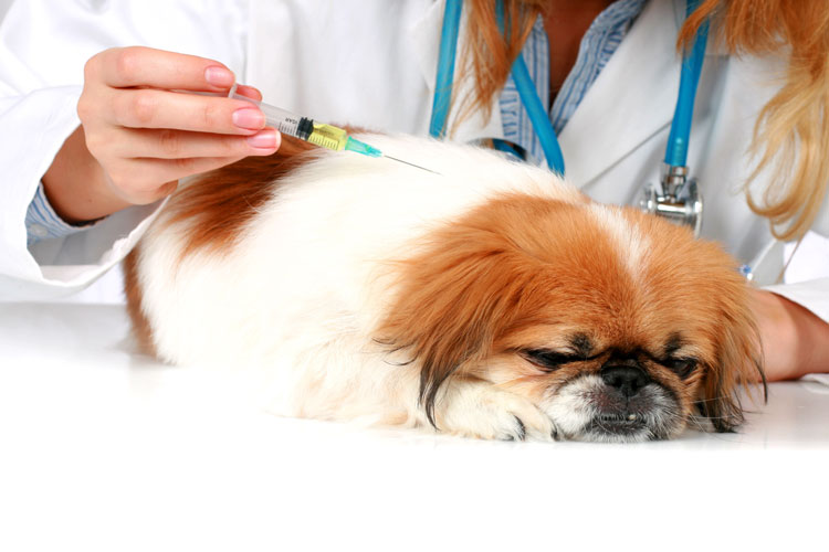 واکسن سگ و مراقبت از آن