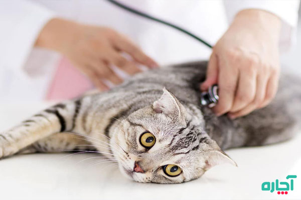 آزمایش تشخیص بیماری‌های ویروسی در گربه
