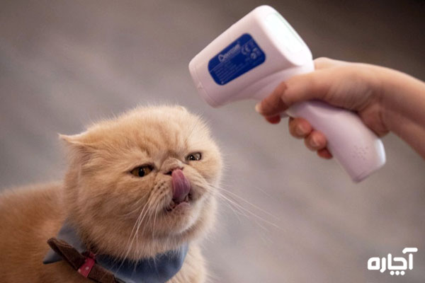 آزمایش تشخیص بیماری‌های ویروسی در گربه