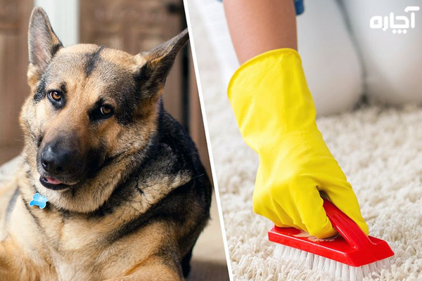 مسمومیت سگ با شامپو فرش