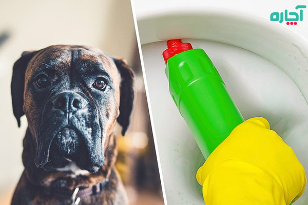 7 ماده شوینده که ممکن است باعث مسمومیت سگ شود