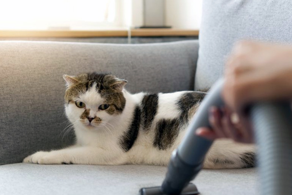 ۷ راه آسان برای تمیز کردن موی حیوانات خانگی در خانه