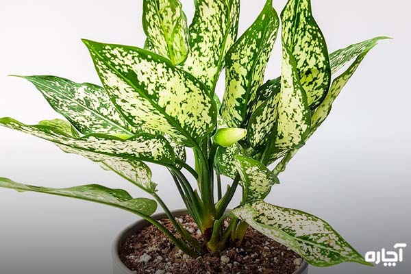 15 گیاه تصفیه کننده هوا که به نور کم نیاز دارند