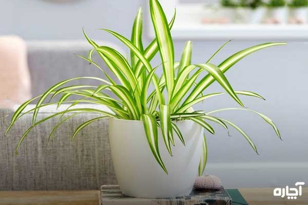 معروف‌ترین گیاهان آپارتمانی تصفیه کننده هوا