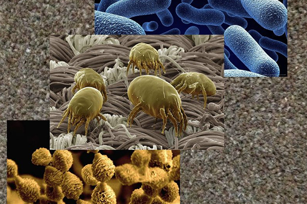 از بین بردن ویروس و باکتری فرش (منبع پنهان آلودگی!!)