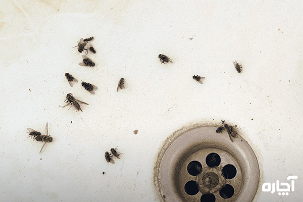 شناسایی و تشخیص نوع حشرات