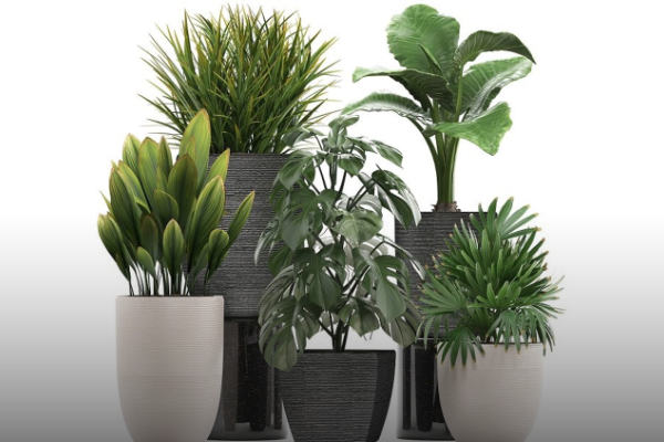 گیاهان مقاوم آپارتمانی (معرفی 6 گیاه)