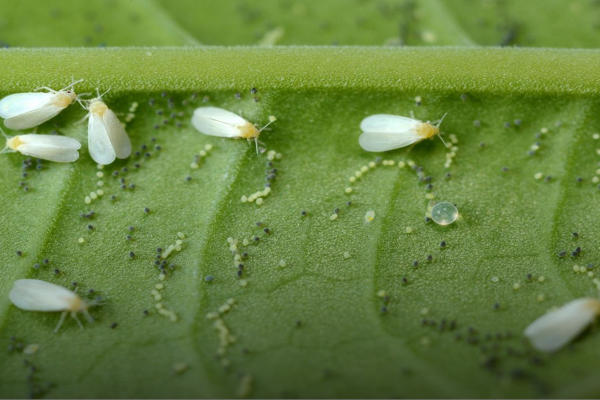 از بین بردن حشرات سفید گیاهان