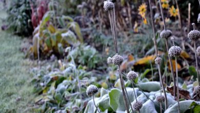 یخ زدگی گیاه در زمستان