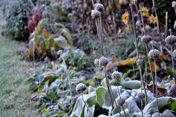 یخ زدگی گیاه در زمستان