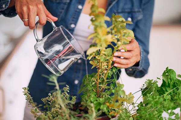 تامین رطوبت گیاهان آپارتمانی با 10 روش کاربردی