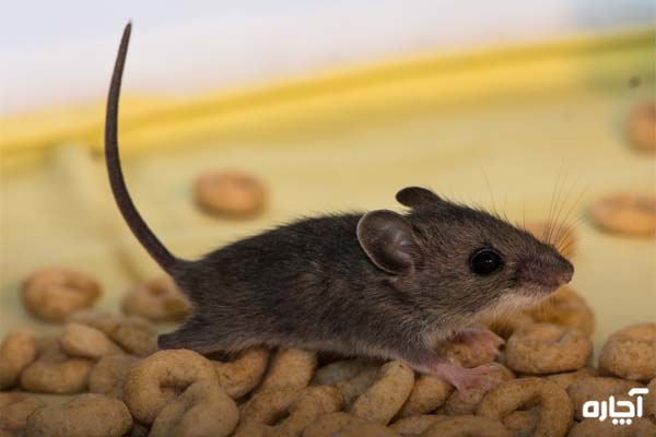 غذای جذاب برای از بین بردن موش
