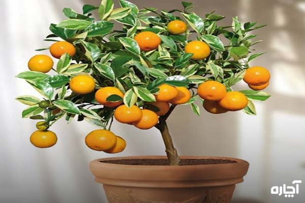 روش کاشت درخت پرتقال