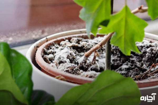 قارچ گیاهان آپارتمانی - ریشه