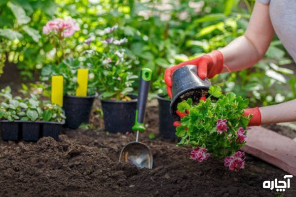 استفاده از خاک سالم برای درمان قارچ گیاهان آپارتمانی