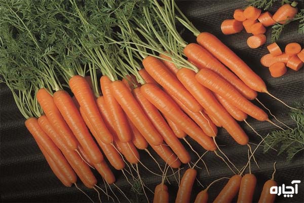 مناسب ترین زمان کاشت بذر هویج
