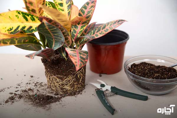 مزایای هرس کردن ریشه گیاه