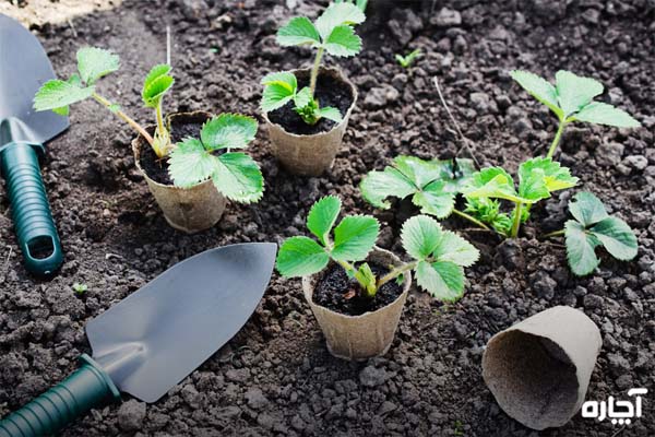آماده‌سازی خاک مناسب توت‌فرنگی