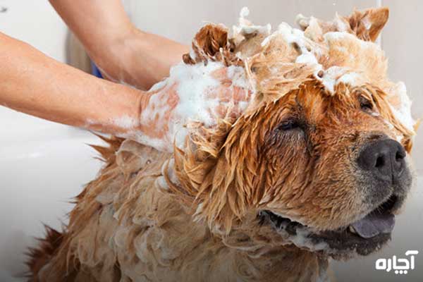 شستشو و حمام کردن سگ