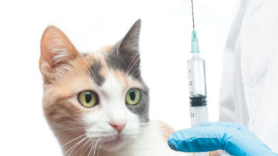 واکسن سه‌ گانه گربه