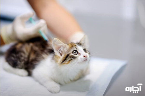 همه چیز راجب واکسن گربه‌ها