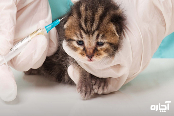 مراقبت بعد از واکسن سه گانه گربه