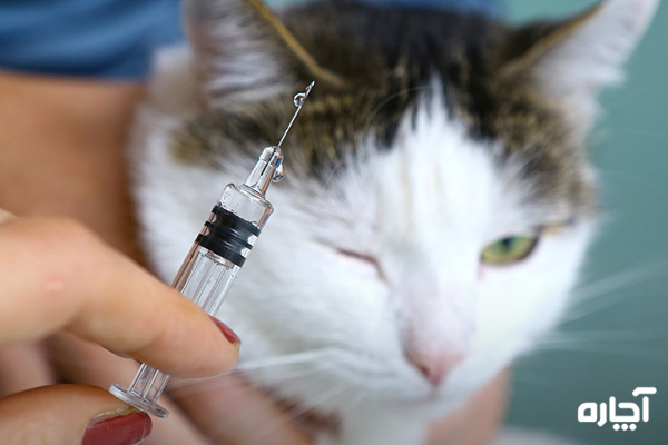 نحوه تزریق واکسن در بچه گربه‌ها