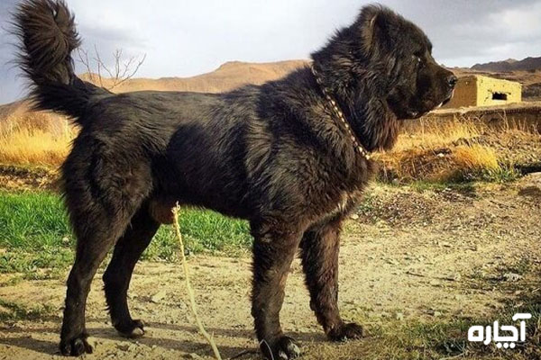 بهترین نژاد سگ جنگی در ایران