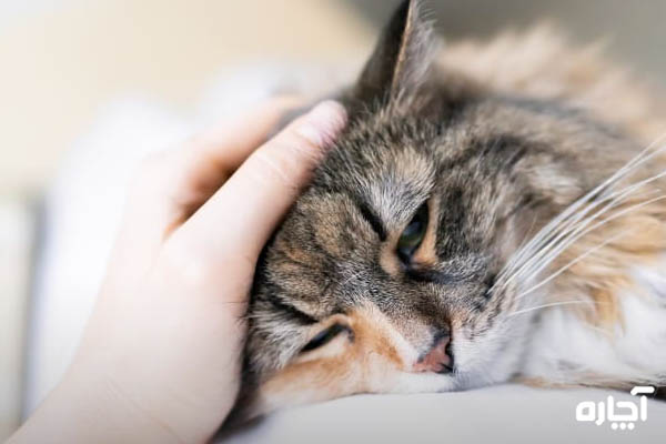 درمان سرماخوردگی گربه در خانه