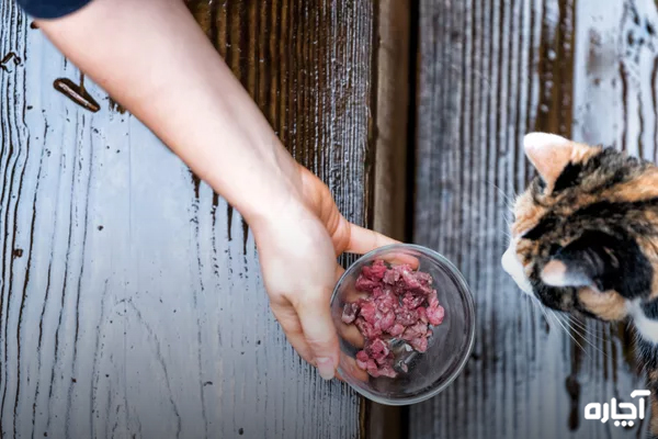 غذای سالم برای گربه خیابانی