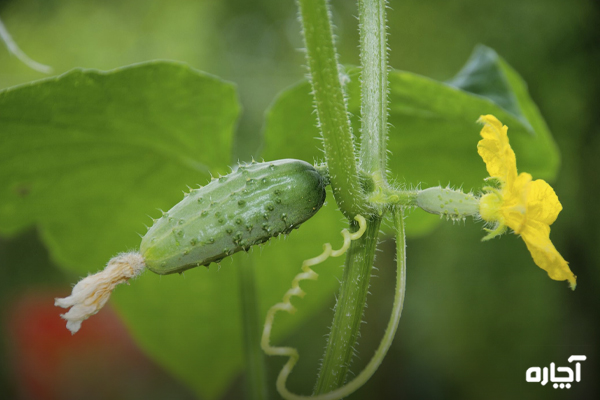 درمان چروک شدن ساقه گیاهان