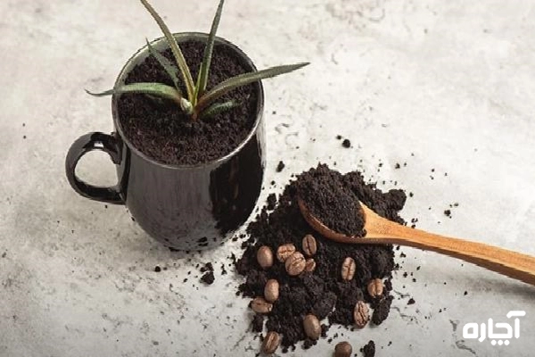 تفاله قهوه برای گیاهان آپارتمانی و رشد بهتر