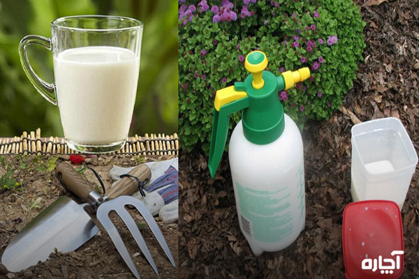 ریختن شیر پای گیاهان