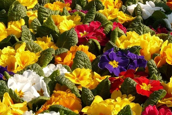 معرفی گلهای مقاوم به سرما برای باغچه