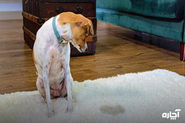 چرا سگ در خانه مدفوع می کند