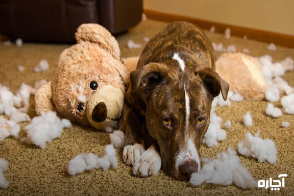 چرا سگ در خانه مدفوع می کند