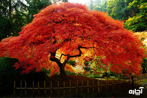 همه چیز در مورد درخت افرا قرمز ژاپنی