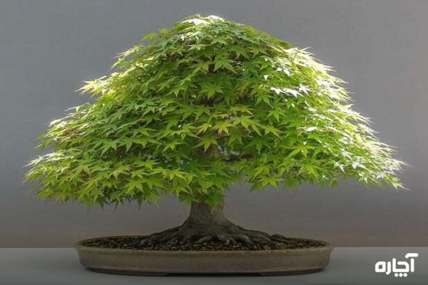 معرفی درخت افرا ژاپنی