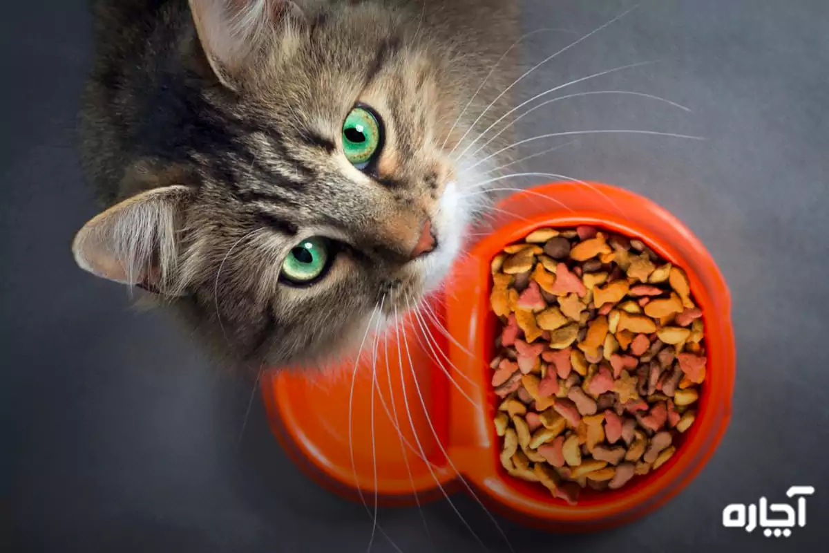 غذای گربه چیست
