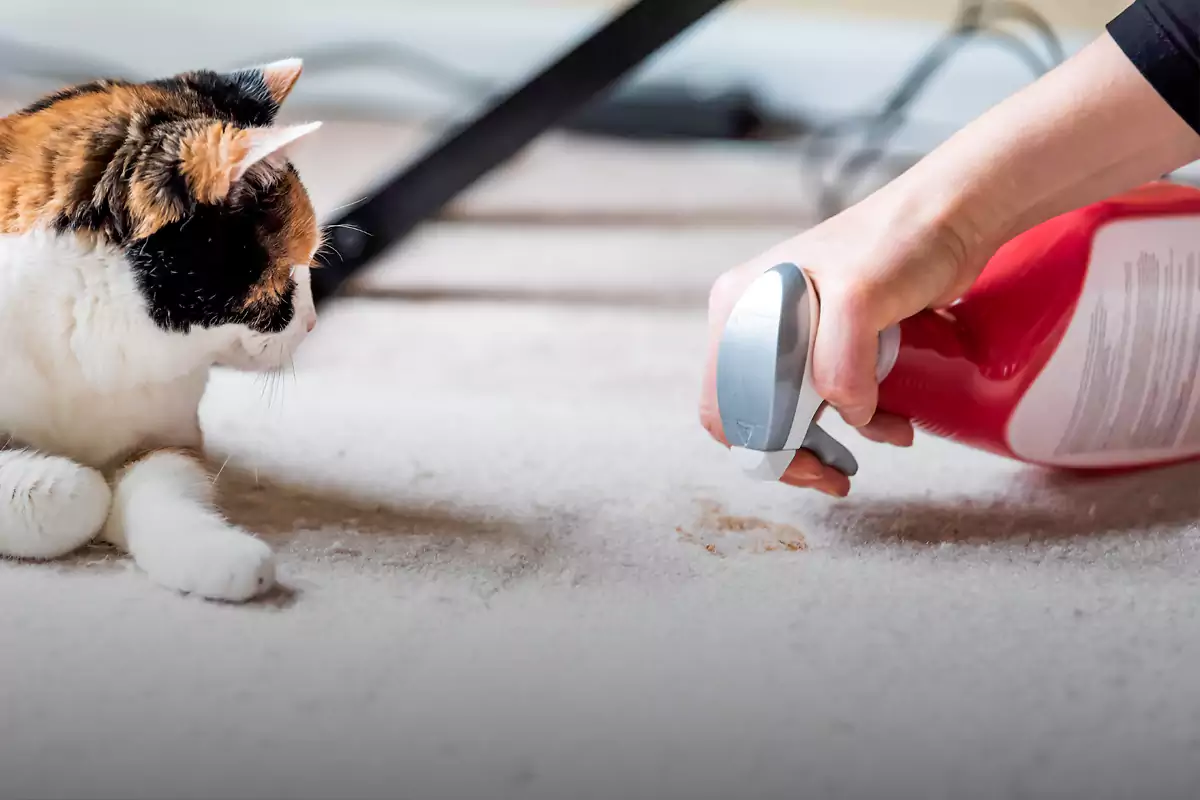چگونه مدفوع گربه را تمیز کنیم؟