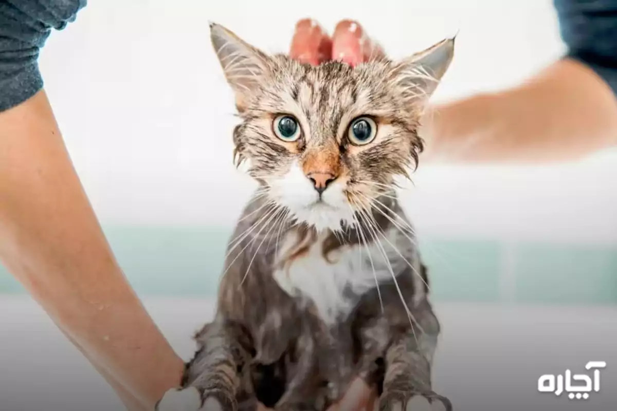 شامپو گربه | حمام گربه