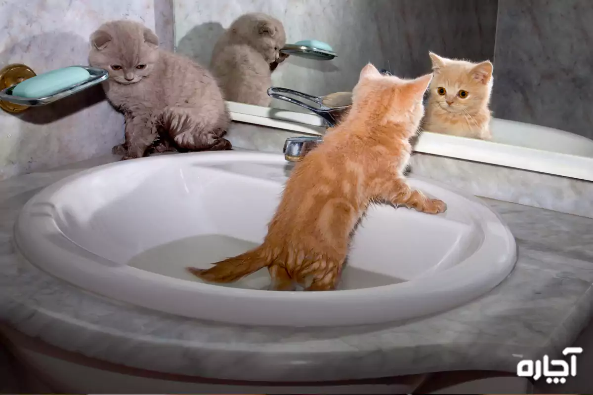 حمام گربه