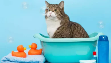 حمام گربه