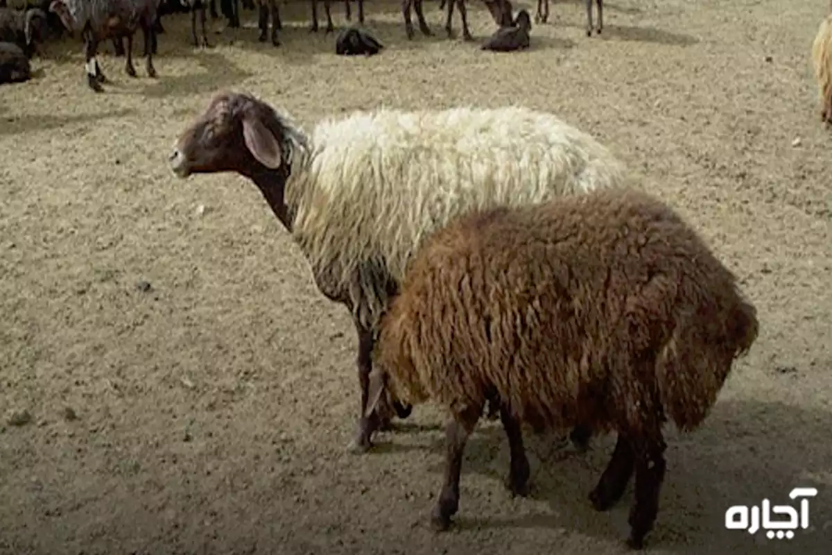 نژادهای گوسفند چندقلوزا