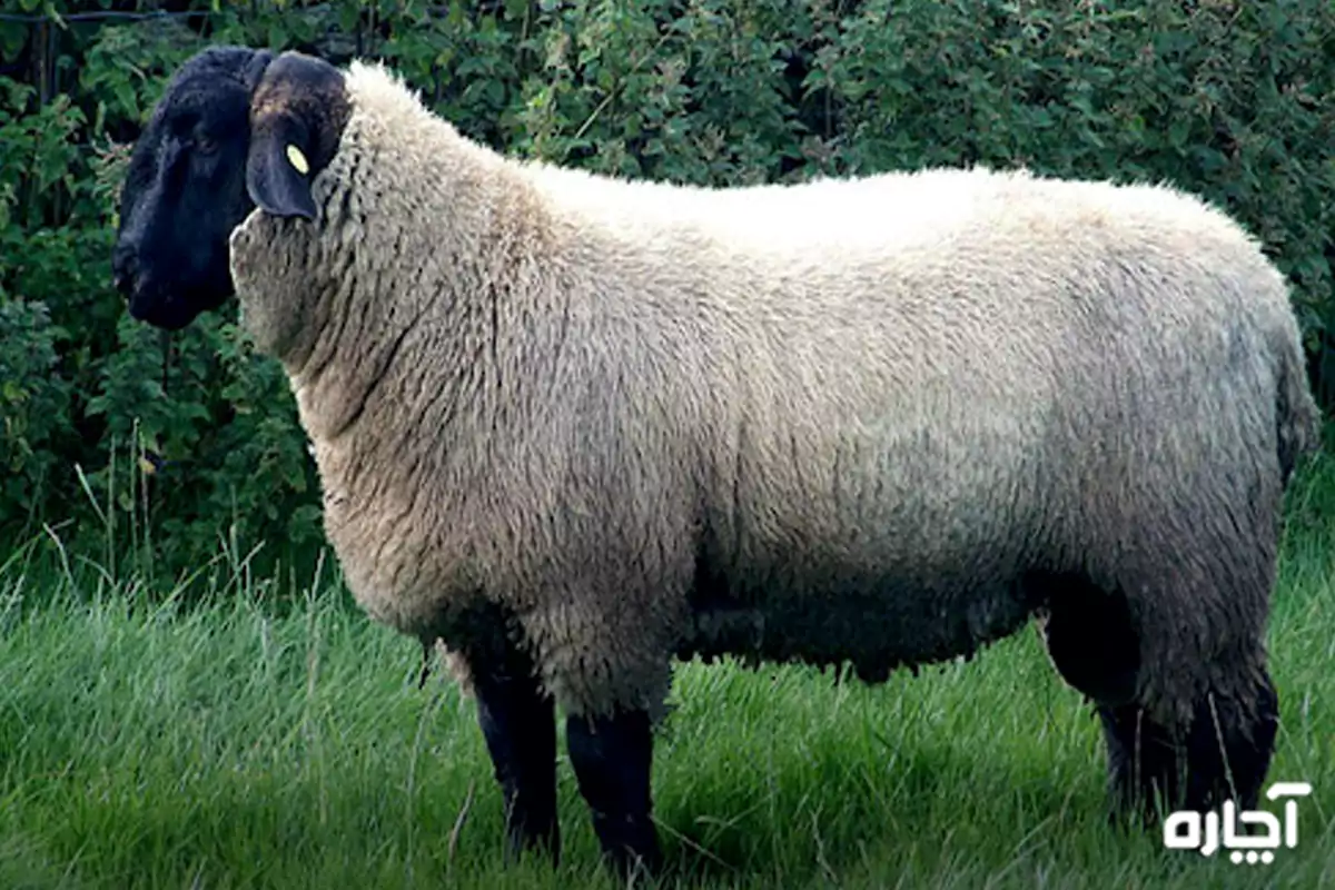 بهترین نژادهای گوسفند چندقلوزا