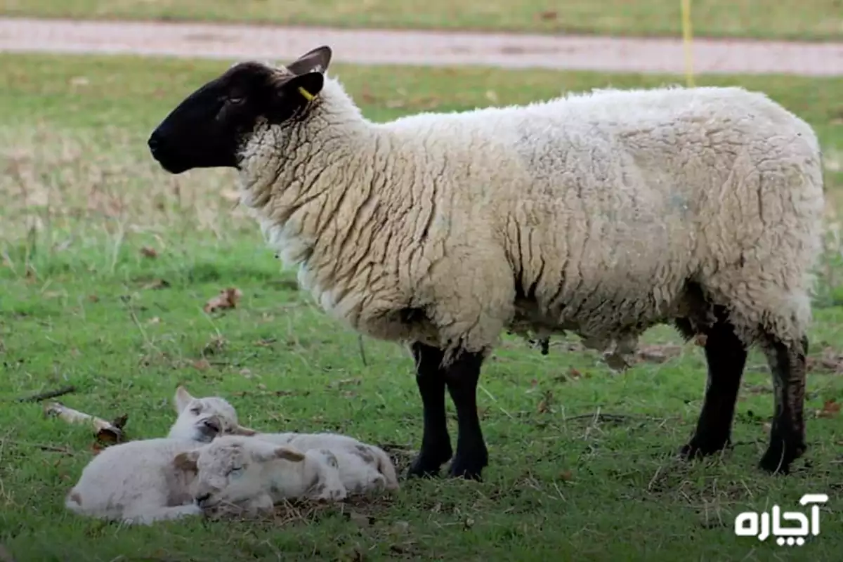 بهترین نژادهای گوسفند چندقلوزا
