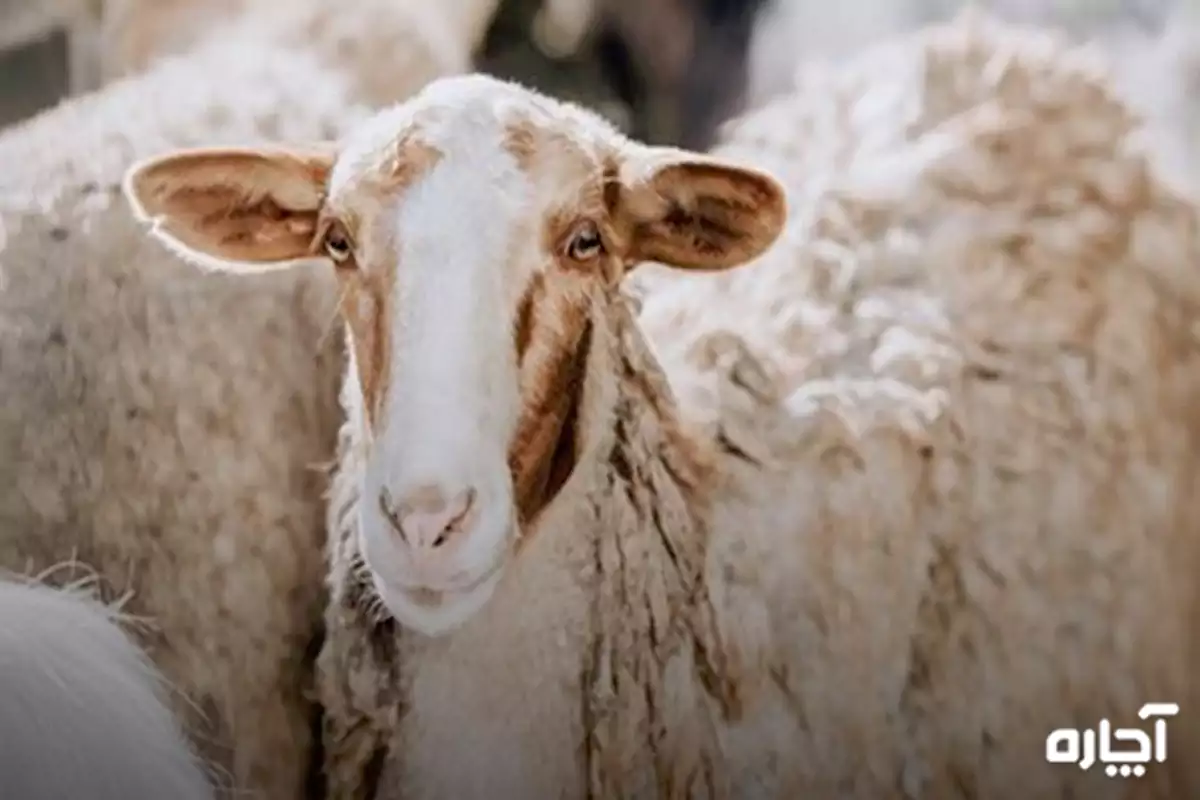 انواع نژادهای گوسفند ایرانی